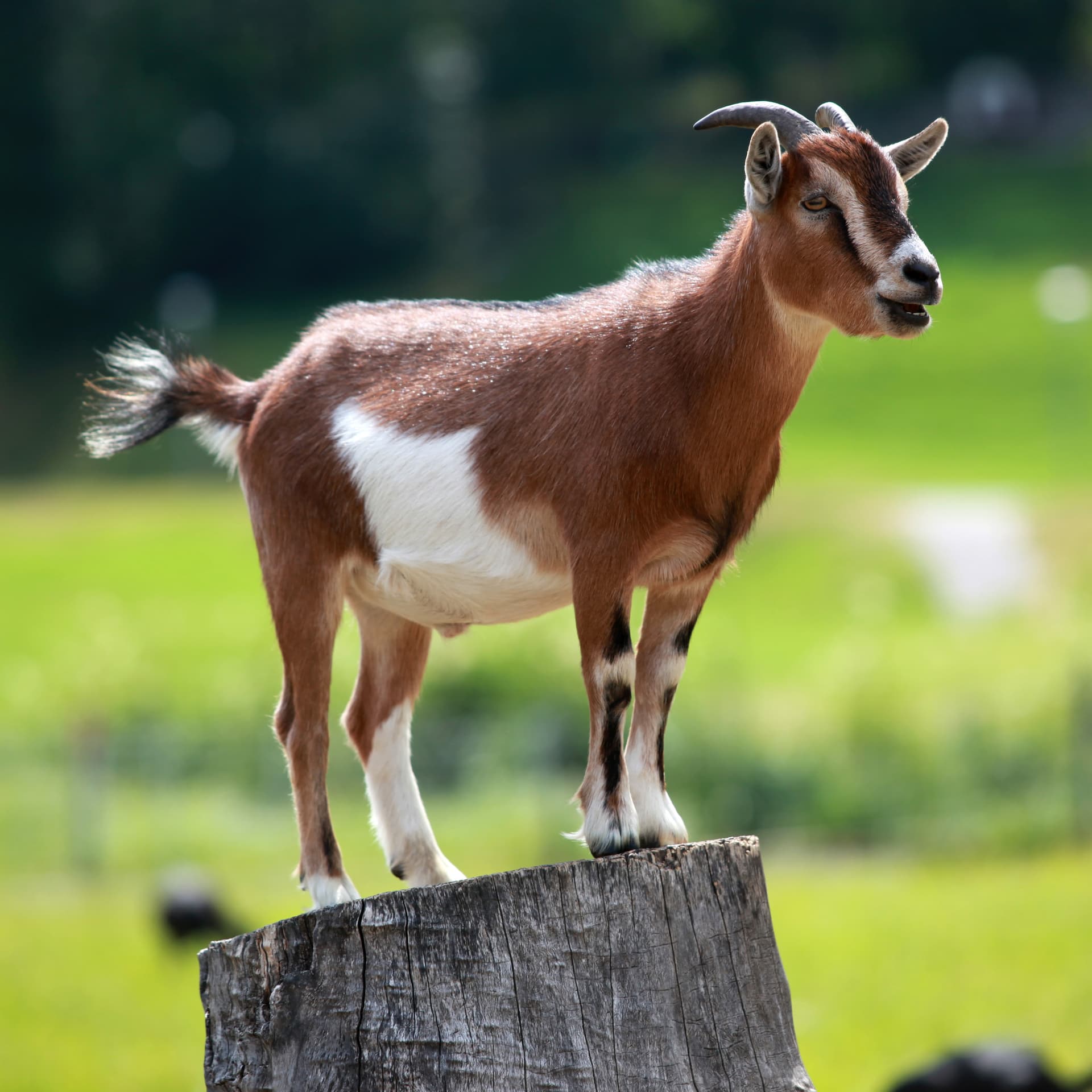 Goat for Sadqa or Aqiqah
